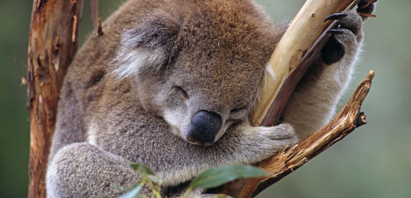 Le mammifère qui dort le plus au monde est le koala !